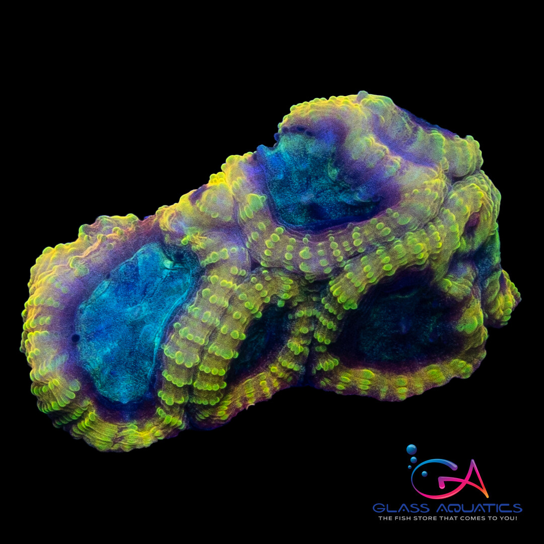 Coral - Frag - Favia Yellow Submarine