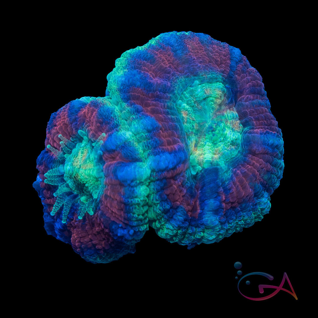 Coral - Frag - Acan Lordhowensis - Wacky Wednesday GA