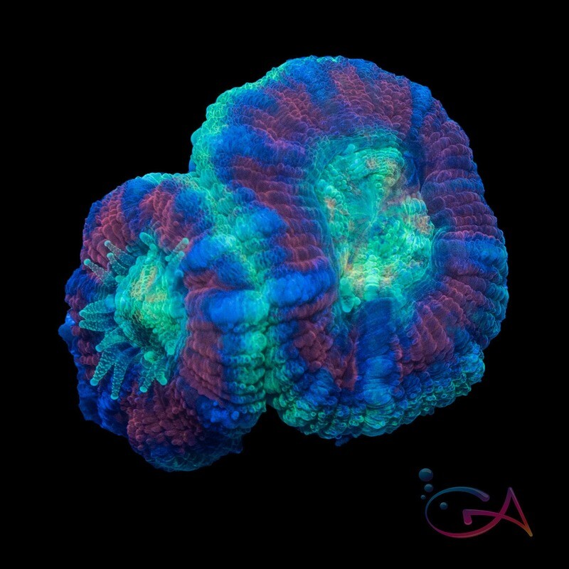 Coral - Frag - Acan Lordhowensis - Wacky Wednesday GA