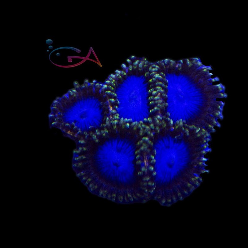 Coral - Frag - Zoa Blue Tubs