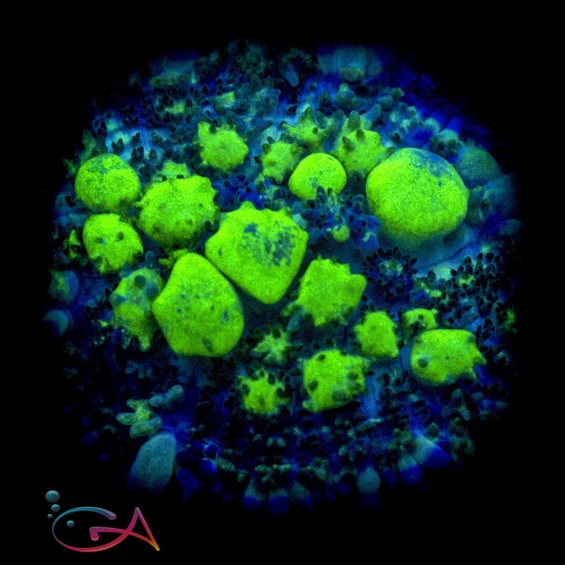 Coral - Frag Mushroom - BOUNCE - Uranium