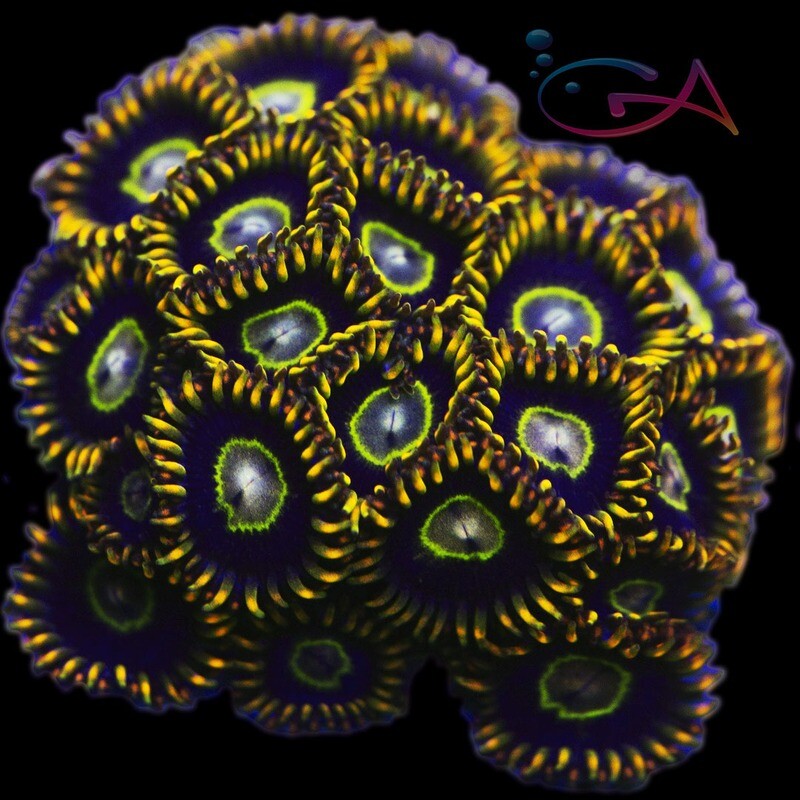 Coral - Frag - Zoa Rainbow Hornet
