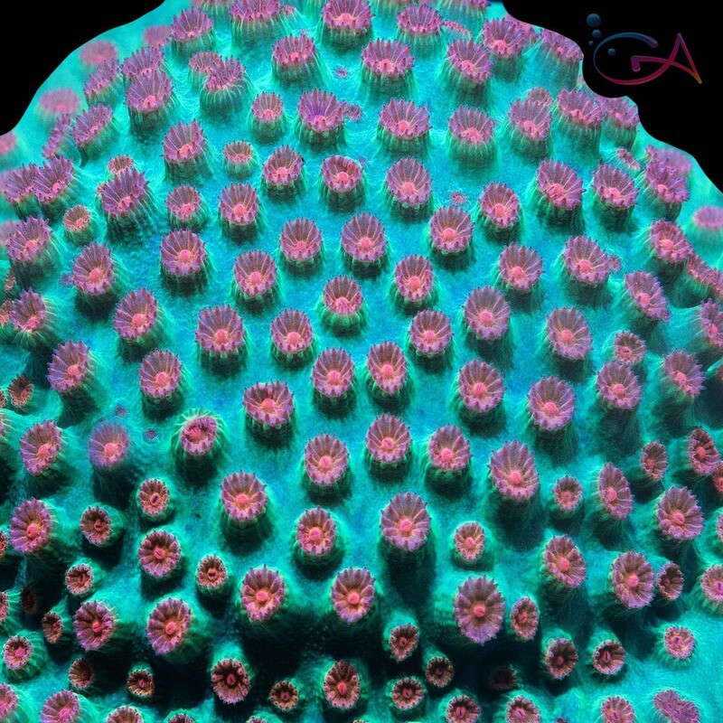 Coral - Frag - Cyphastrea - Meteor Shower