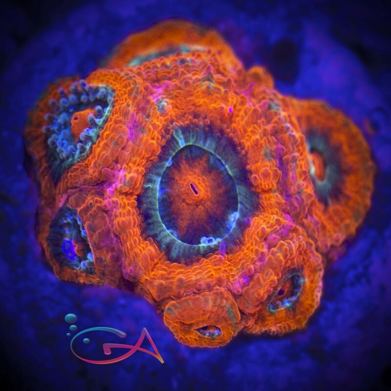 Coral - Frag - Acan - Micromussa Amakusensis - Mothership  UC