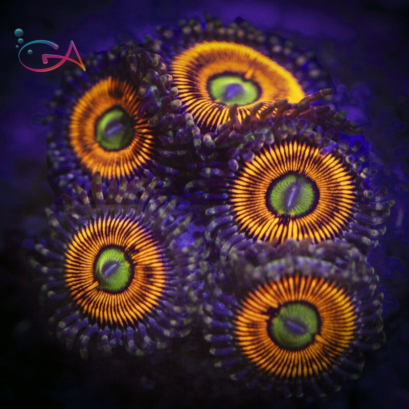 Coral - Frag - Zoa - Gobstoppers