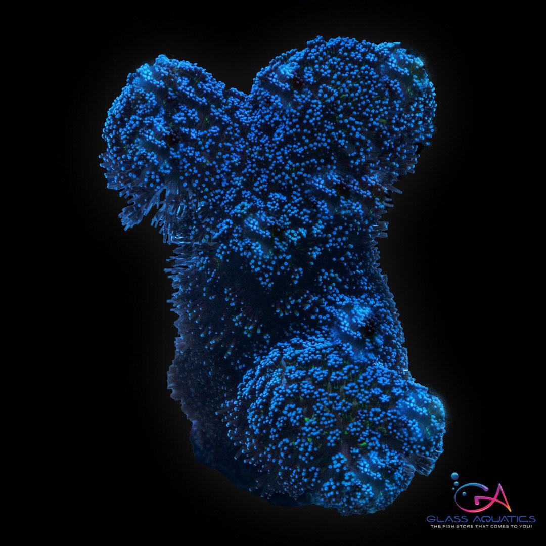 Coral - Frag - Stylophora Purple Rain GA