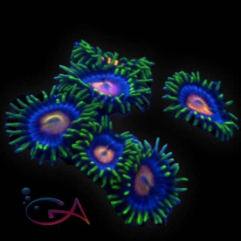 Coral - Frag - Zoa - Blowpops