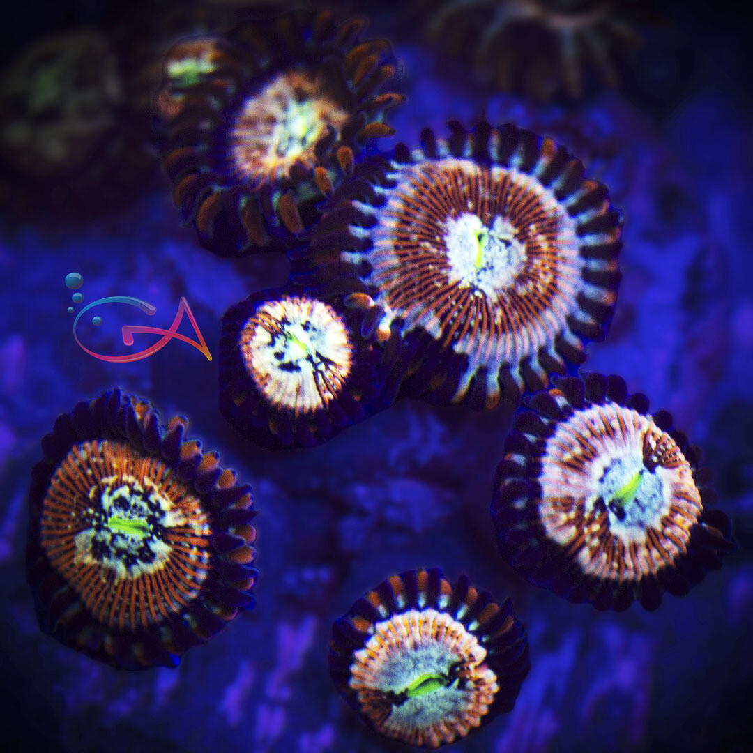 Coral - Frag - Palythoa Magician Morph