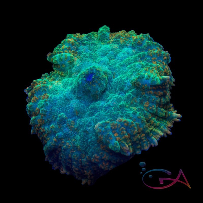 Coral - Frag - Mushroom Rhodactis - Ever Ring  GA