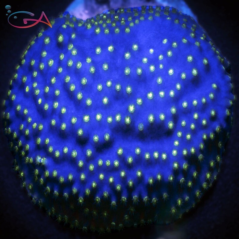 Coral - Frag - Turbinaria - Scroll - Midnight Stars GA