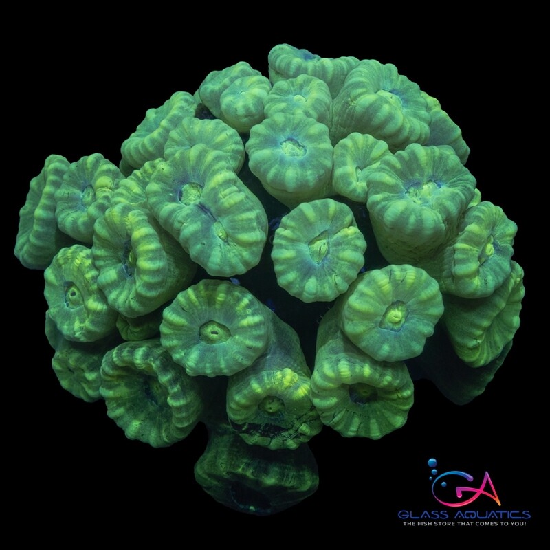 Coral - Frag - Caulastrea - Candy Cane Kryptonite