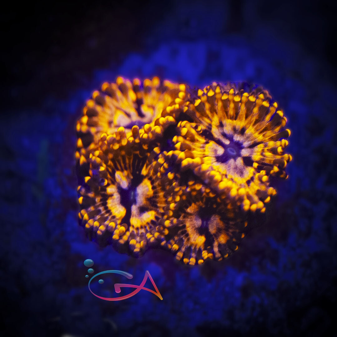 Coral - Frag - Palythoa - Utter Chaos