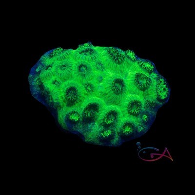 Coral - Frag - Plesiastrea Versipora - Ghastly Green GA