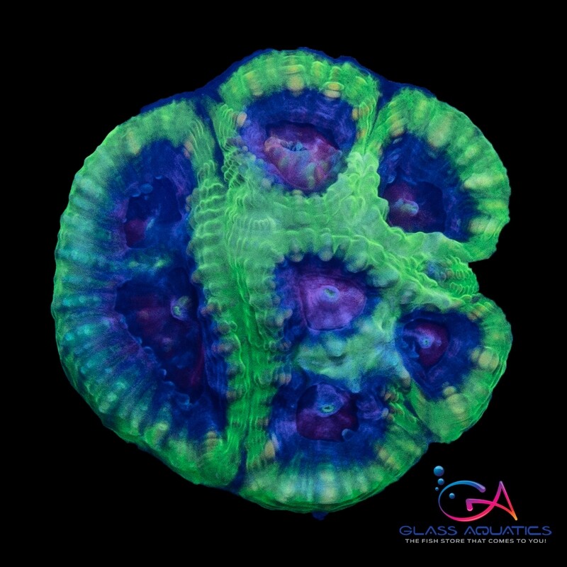 Coral - Frag - Favia - Katamaran UC