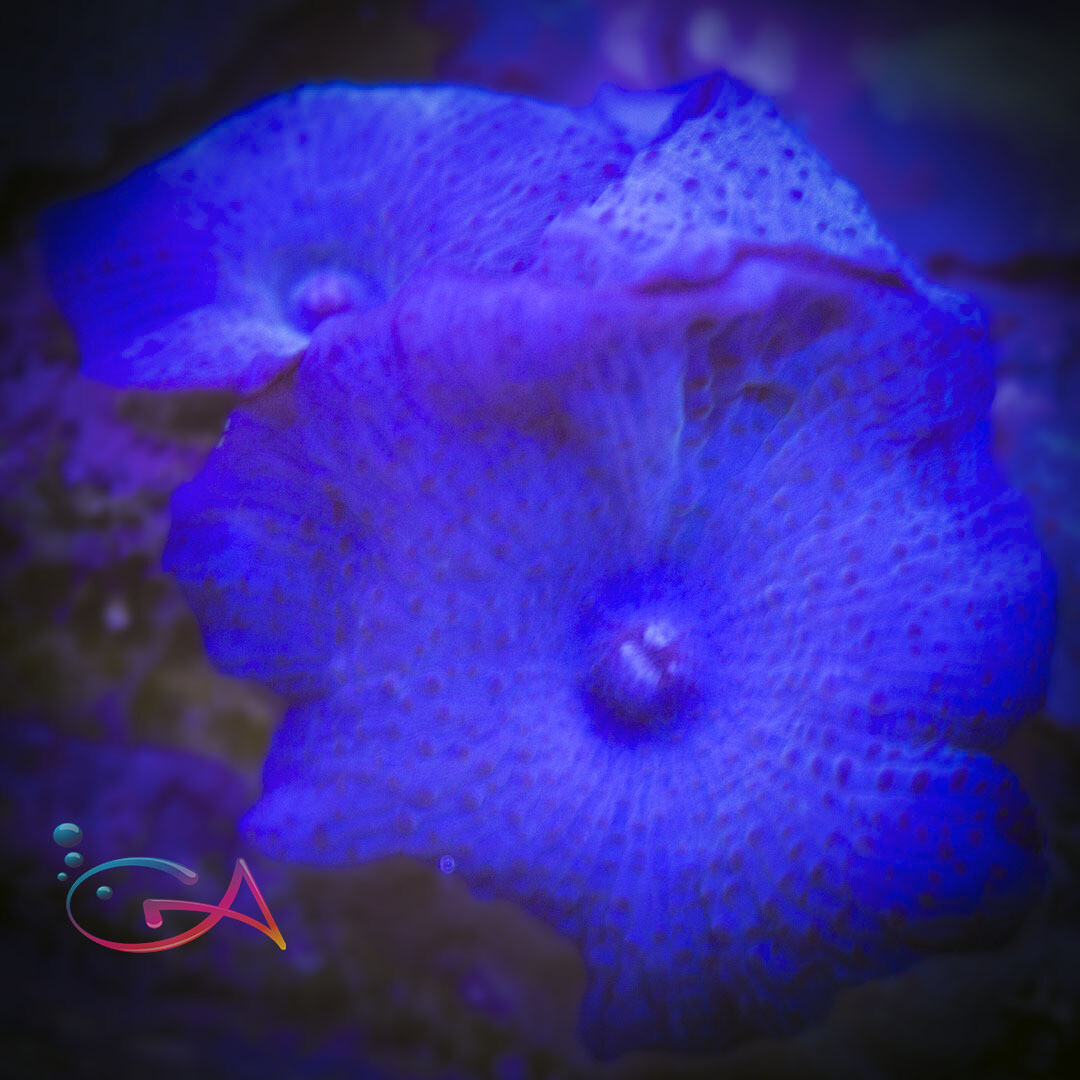 Coral - Frag - Mushroom Discoma - Blue  Australian