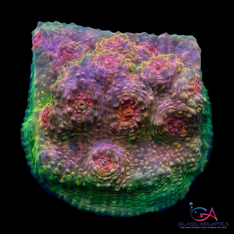 Coral - Frag - Chalice - Orange Seuss