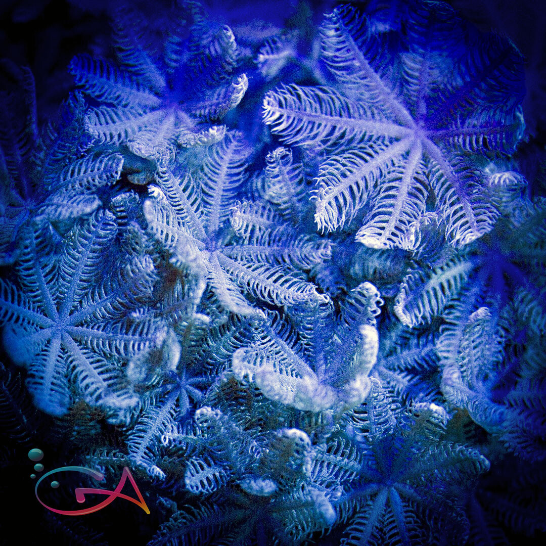 Coral - Frag - Polyp Pulsating Xenia