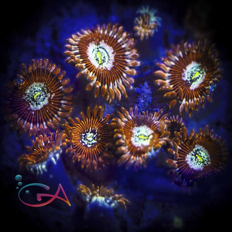 Coral - Frag - Palythoa Magician