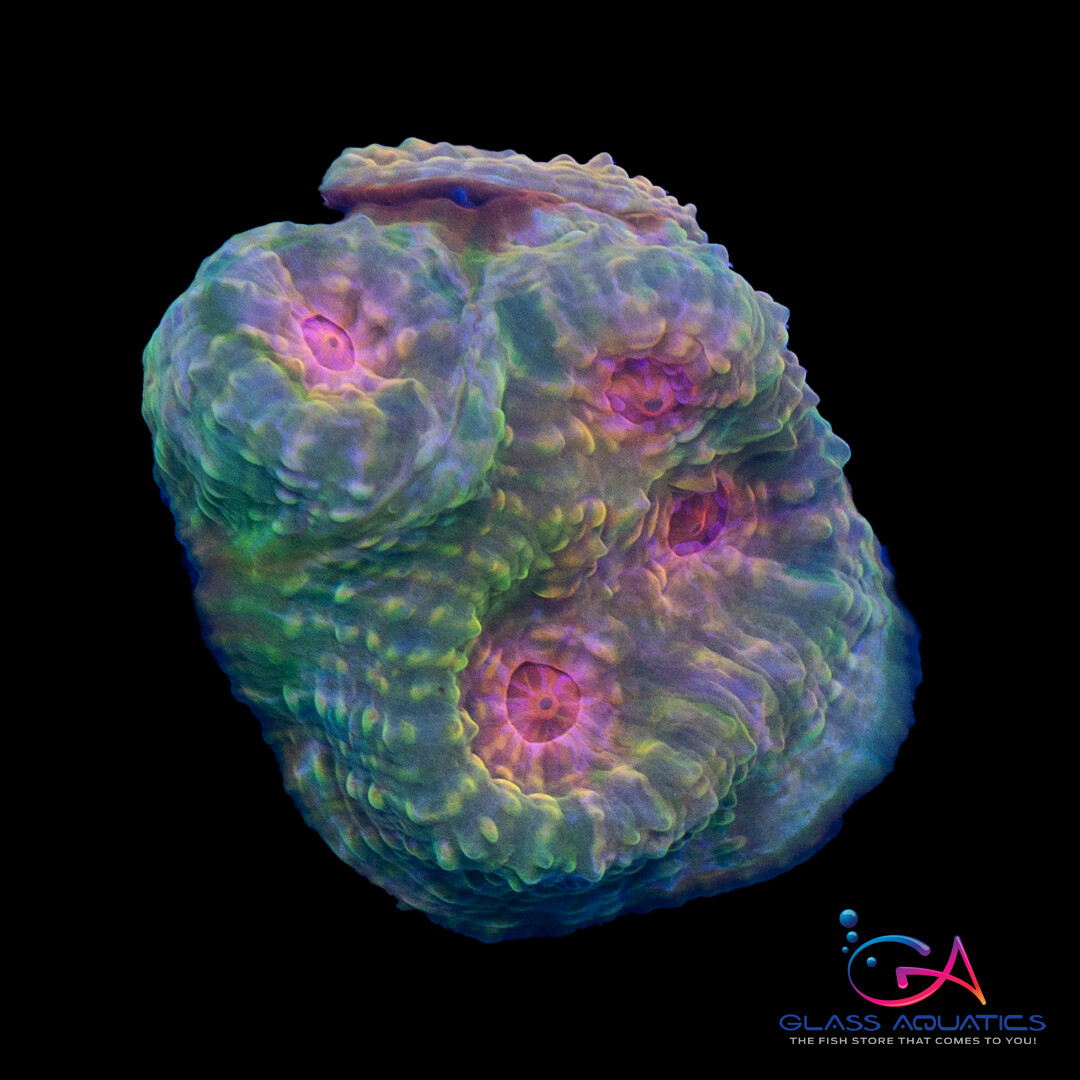 Coral - Frag - Chalice - Mummy Eye