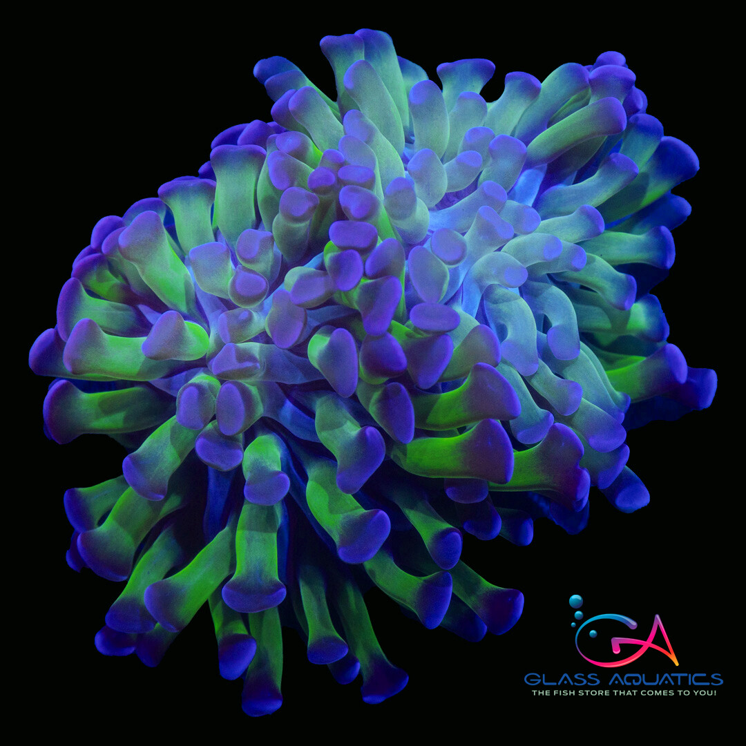 Coral - Frag - Euphyllia Hammer Blue