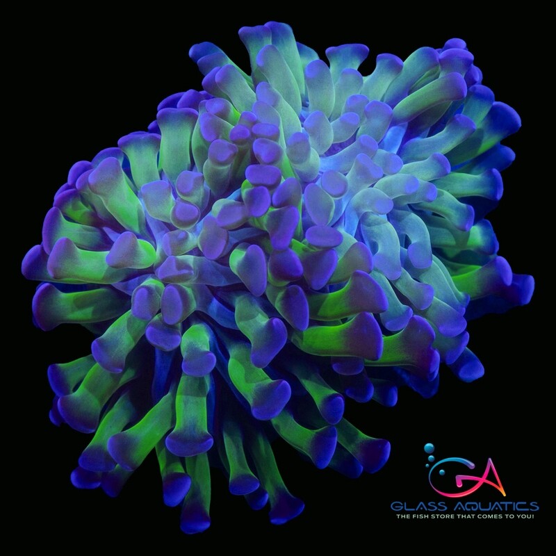Coral - Frag - Euphyllia Hammer Blue