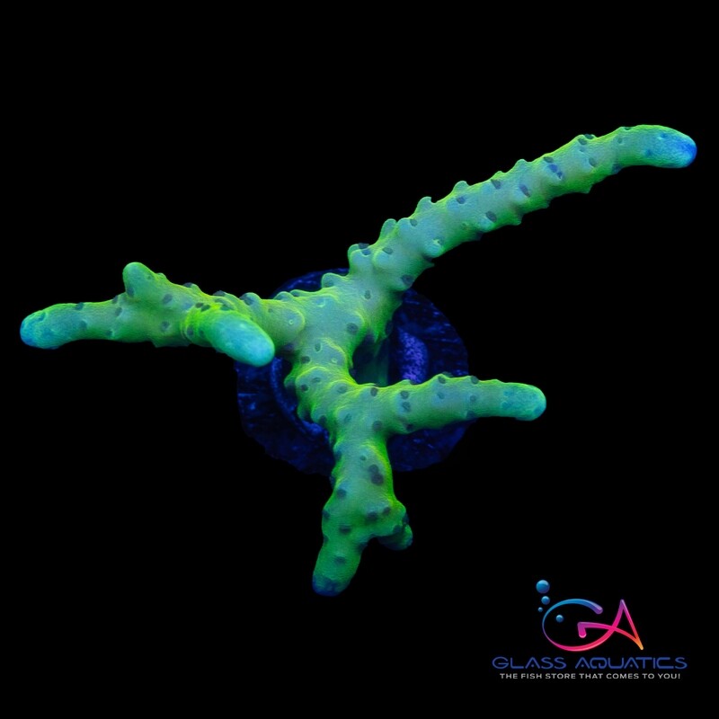 Coral - Frag - Anacropora - Golden Rod