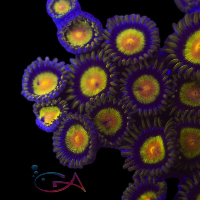 Coral - Frag - Zoa - Tutti Frutti