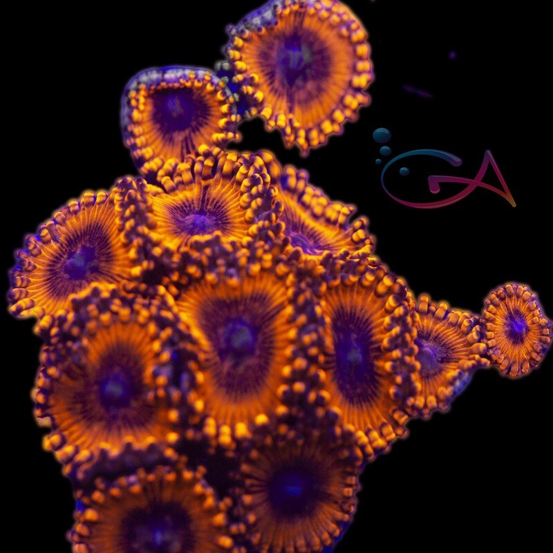 Coral - Frag - Zoa Valentine’s Day Massacre