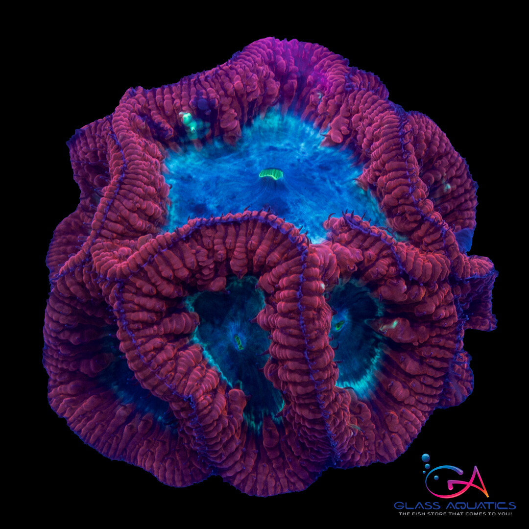 Coral - Frag - Blastomussa Wellsi - Fat Head Red GA