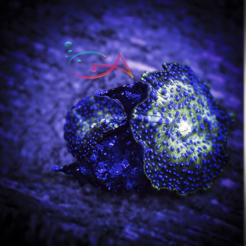 Coral - Frag - Mushroom - Discosoma Deep Chill Disco WWC