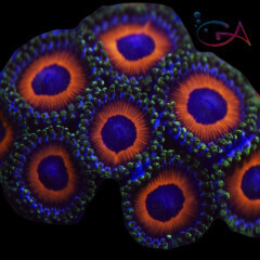 Coral - Frag - Zoa - Scarlett Thread Indo GA