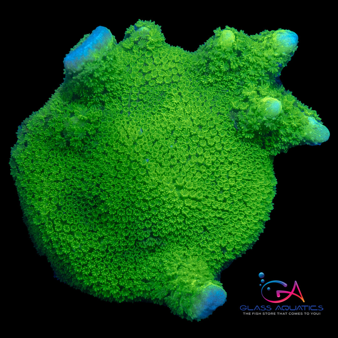 Coral - Frag - Montipora Digitata Green