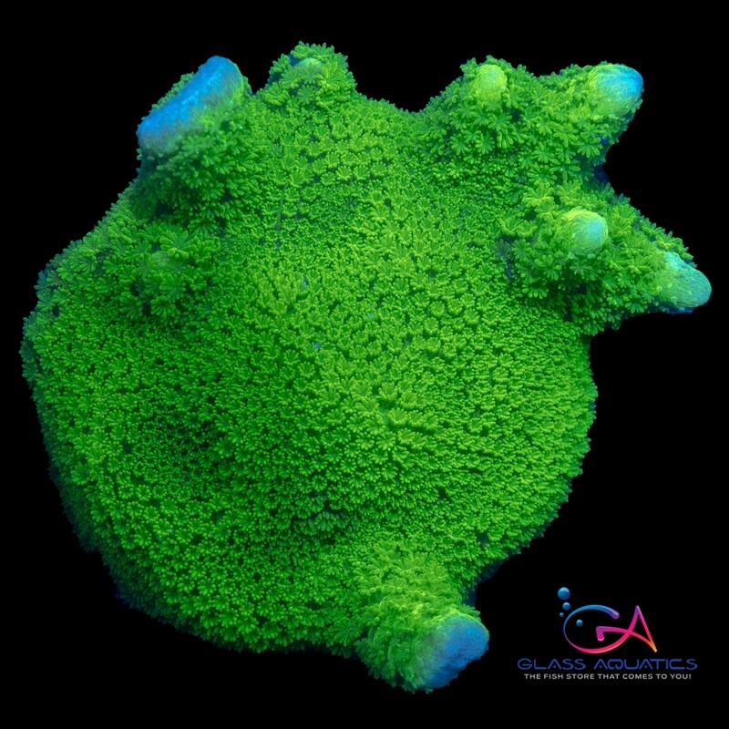 Coral - Frag - Montipora Digitata Green