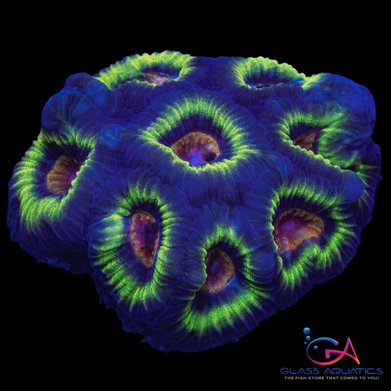 Coral - Frag - Favia - Totally Tubular GA