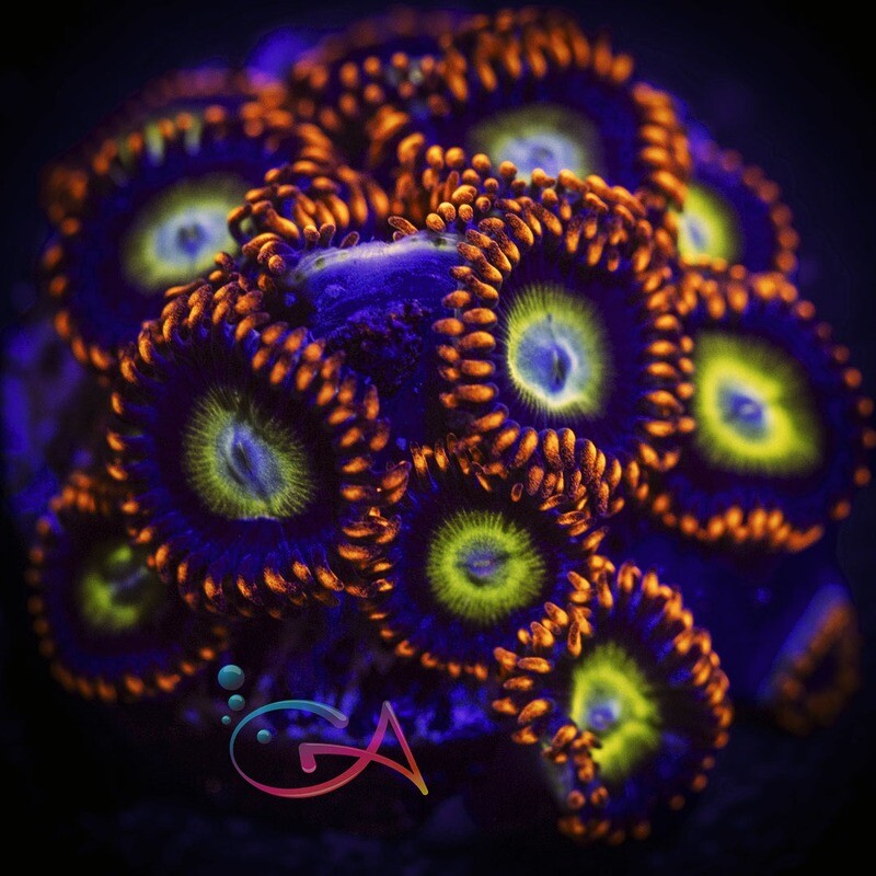Coral - Frag - Zoa Circus