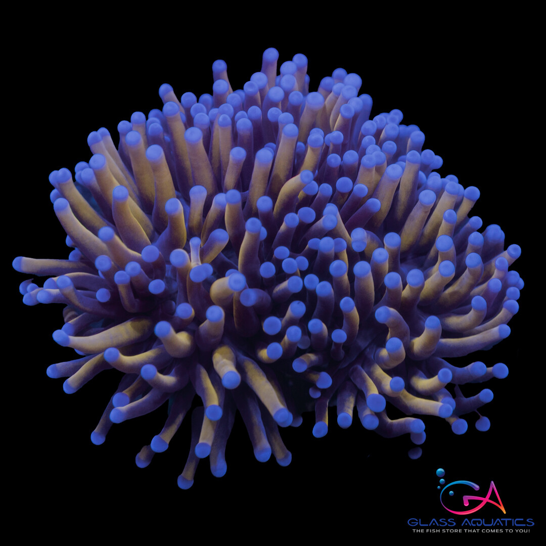 Coral - Frag - Euphyllia Torch - 24 K Indo