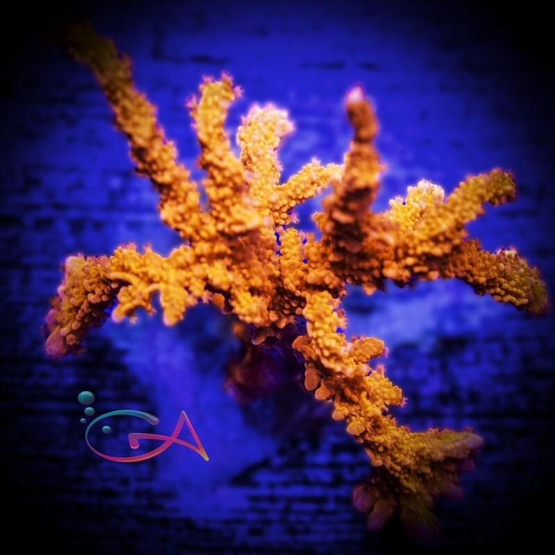 Coral - Frag - Anacropora - T-N-T