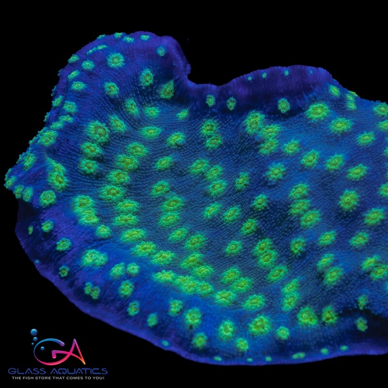 Coral - Frag - Chalice - Hollywood Stunner