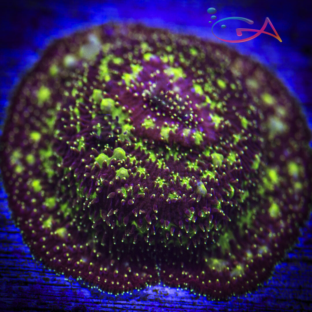 Coral - Frag - Pavona - Freak Hair JF