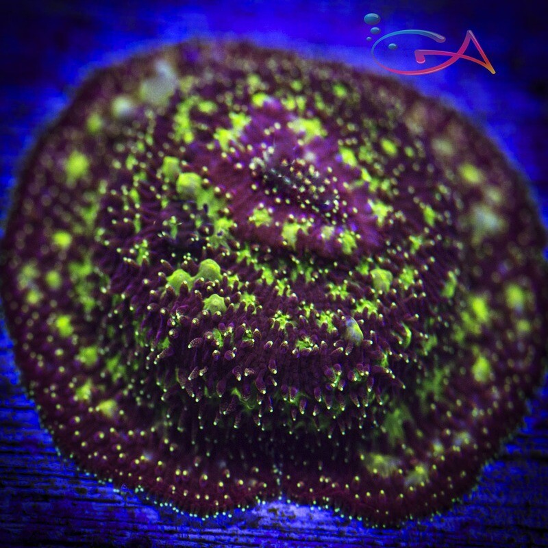 Coral - Frag - Pavona - Freak Hair JF