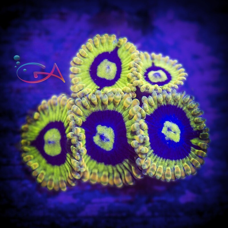 Coral - Frag - Zoa - Yoda