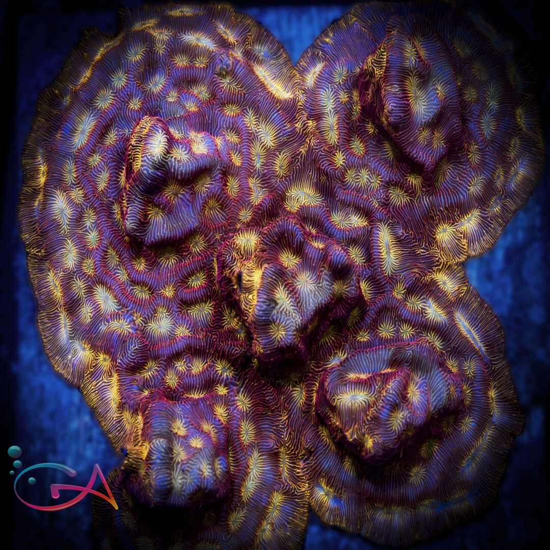 Coral - Frag - Leptoseris - Lethal Lepto JF