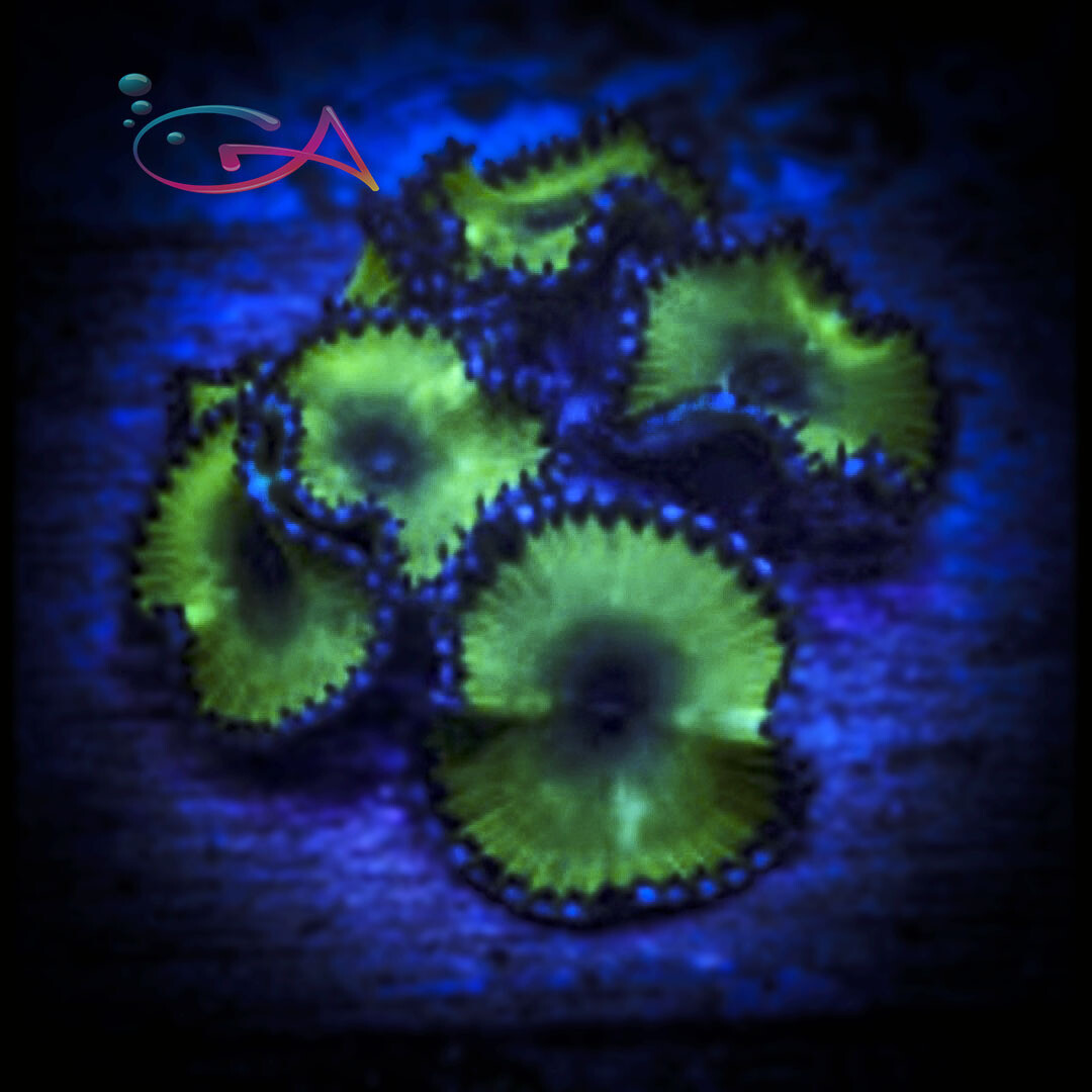Coral - Frag - Palythoa Cinnamon Green