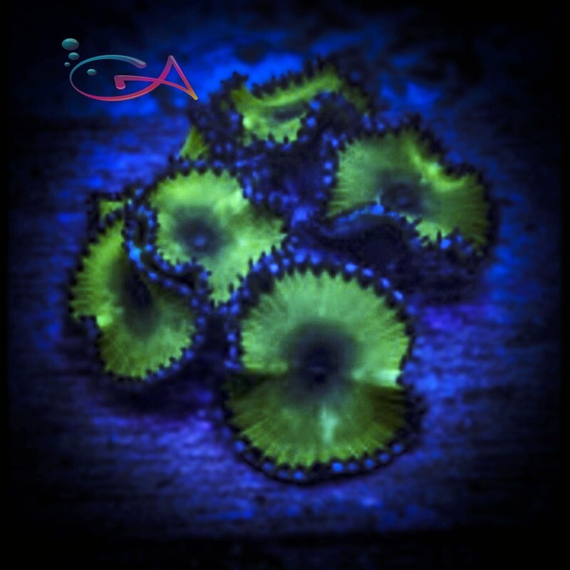 Coral - Frag - Palythoa Cinnamon Green