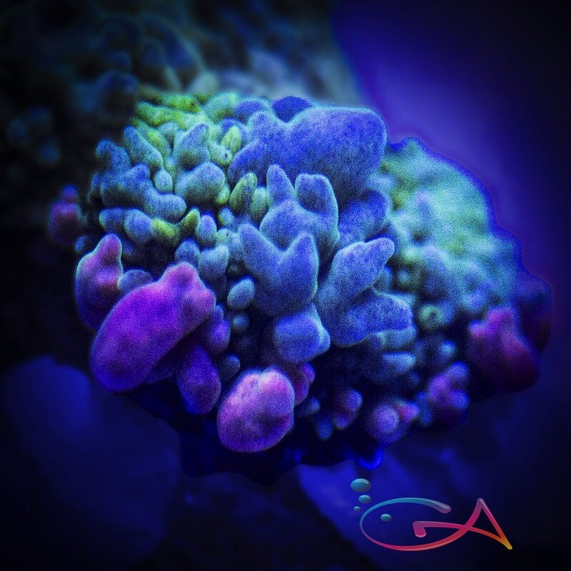 Coral - Frag - Mushroom BOUNCE - Frankenstein