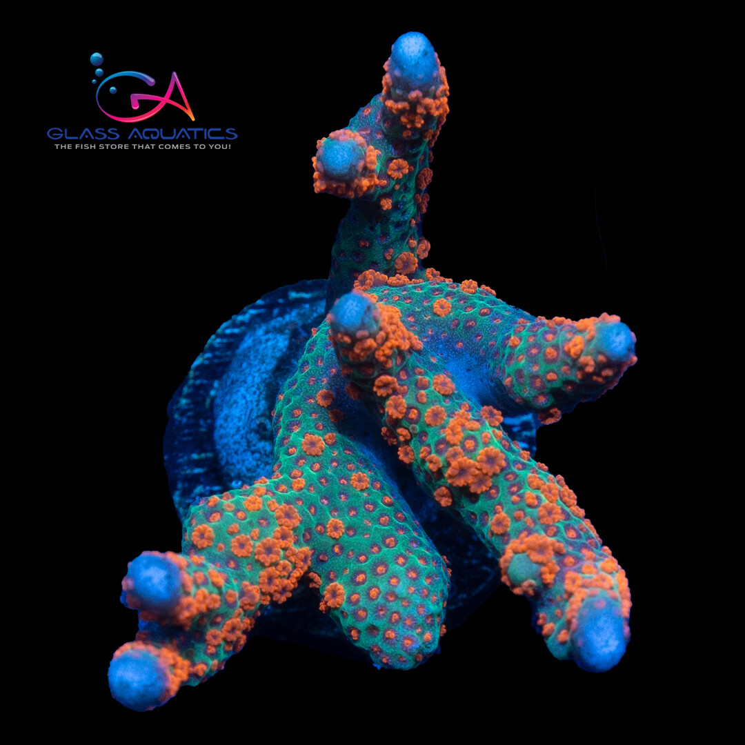 Coral - Frag - Montipora Digitata Forest Fire