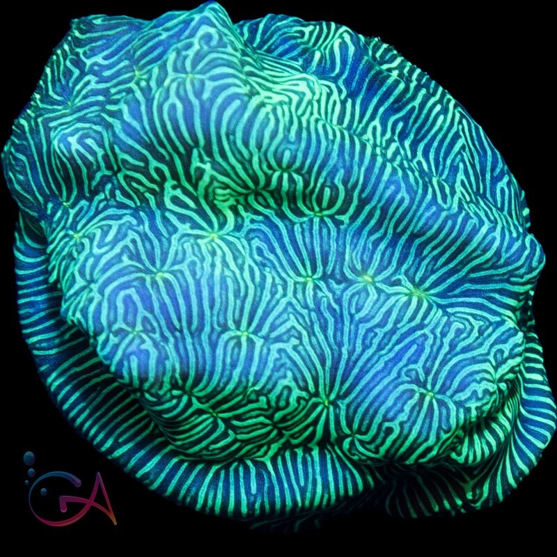 Coral - Frag - Leptoseris - Green Maze