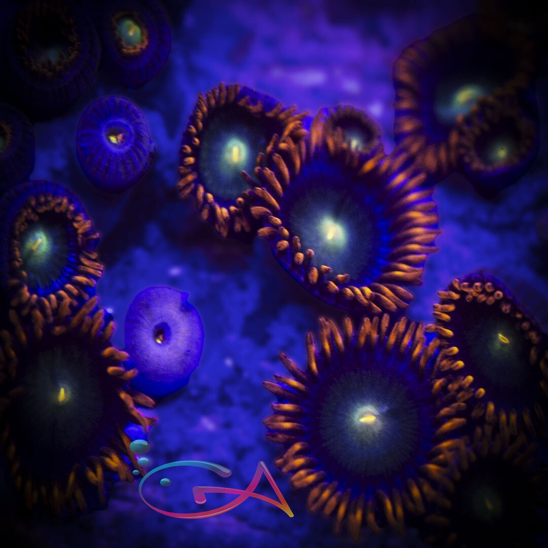 Coral - Frag - Zoa - Punk Rockers