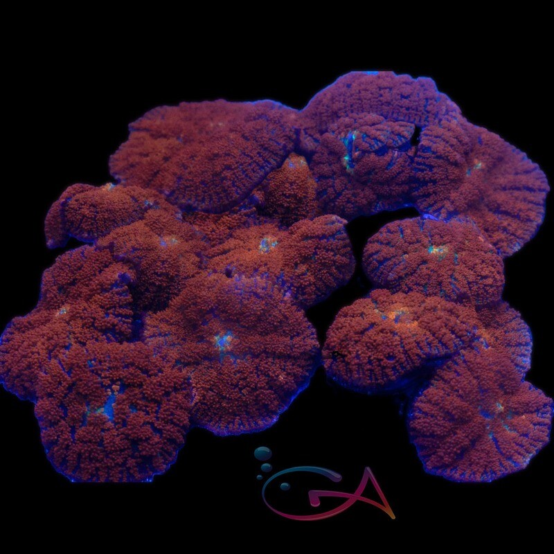 Coral - Frag - Mushroom Rhodactis - Red Robin GA