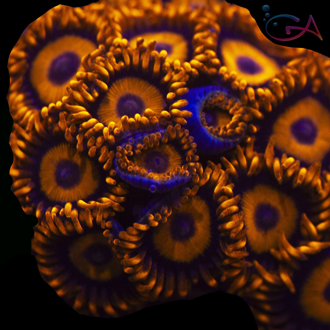 Coral - Frag - Zoa Orange Oxide